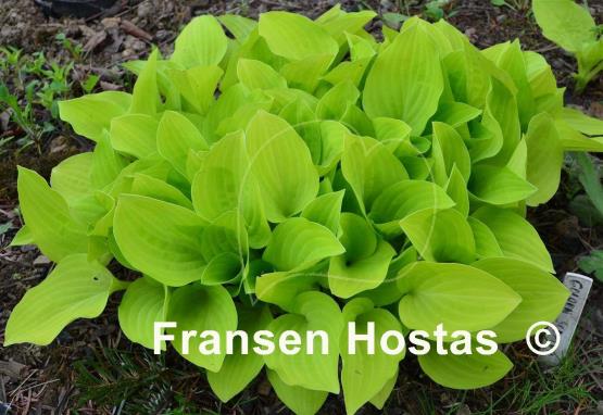 Hosta Golden Scepter